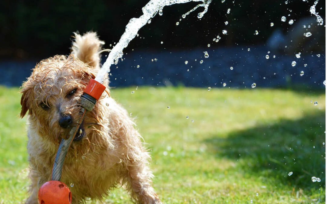 Golpe de calor en perros
