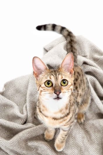 Consejos para Cuidar de tu Gatito