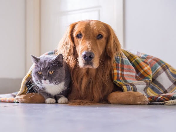 5 Consejos para Cuidar a tu Mascota en Invierno