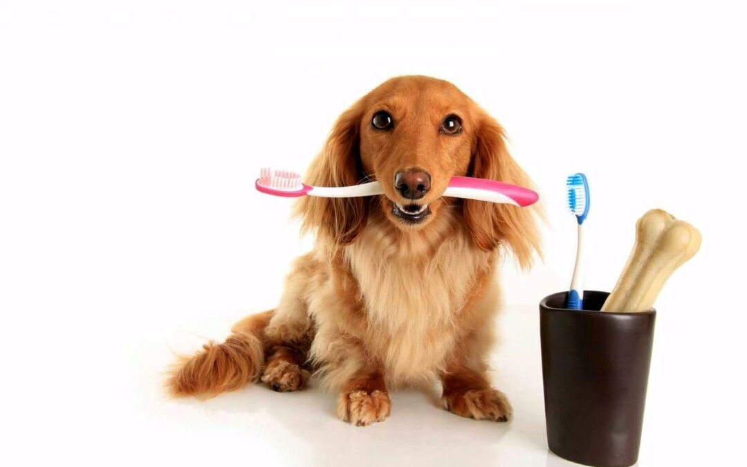 Cómo cuidar la salud dental de su Perro