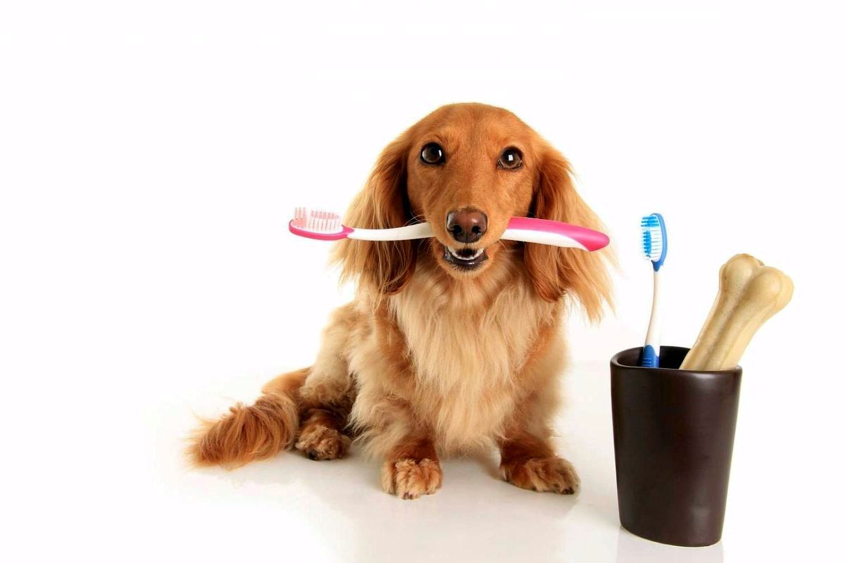 los perros realmente necesitan pasta de dientes