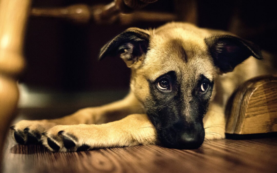 Trucos para evitar que mi perro orine dentro de casa