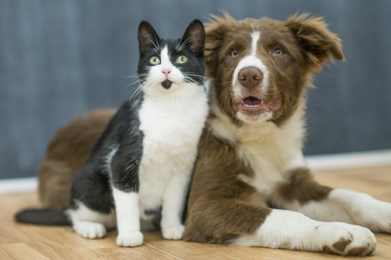 Recomendaciones Mascotas y coronavirus: cómo cuidar a los perros y gatos durante la cuarentena