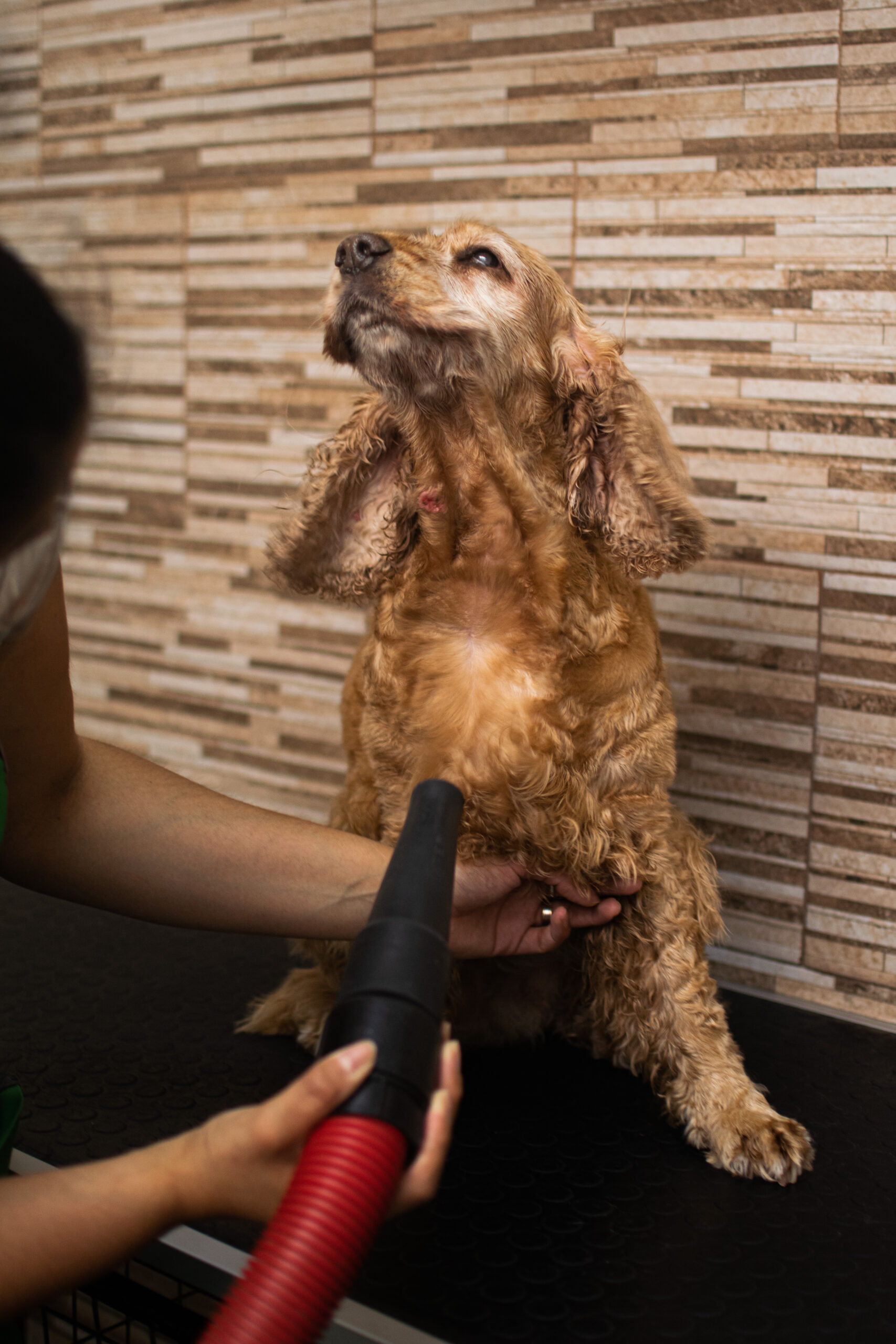 Peluquería Canina