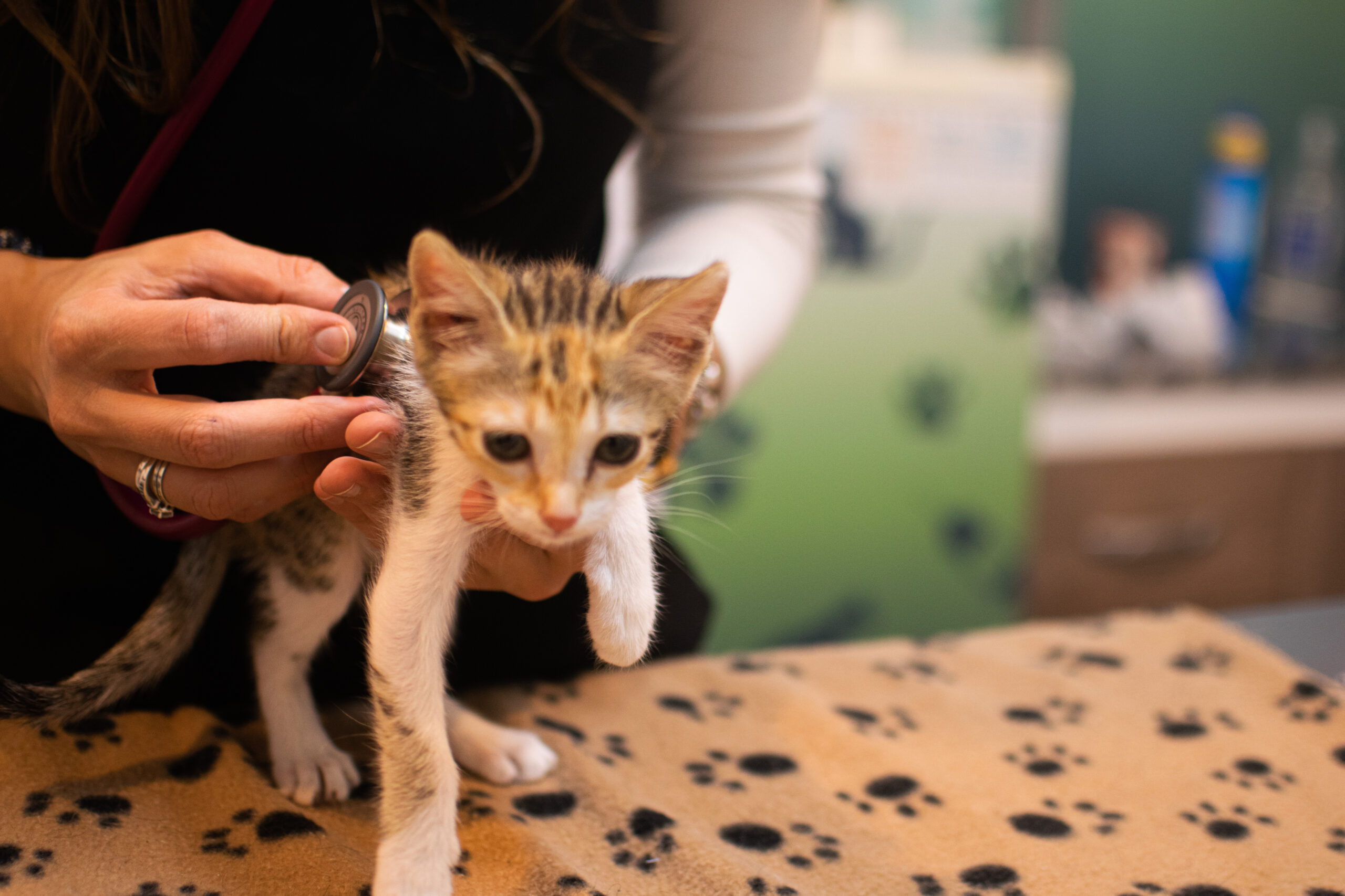 Consultorio Veterinario