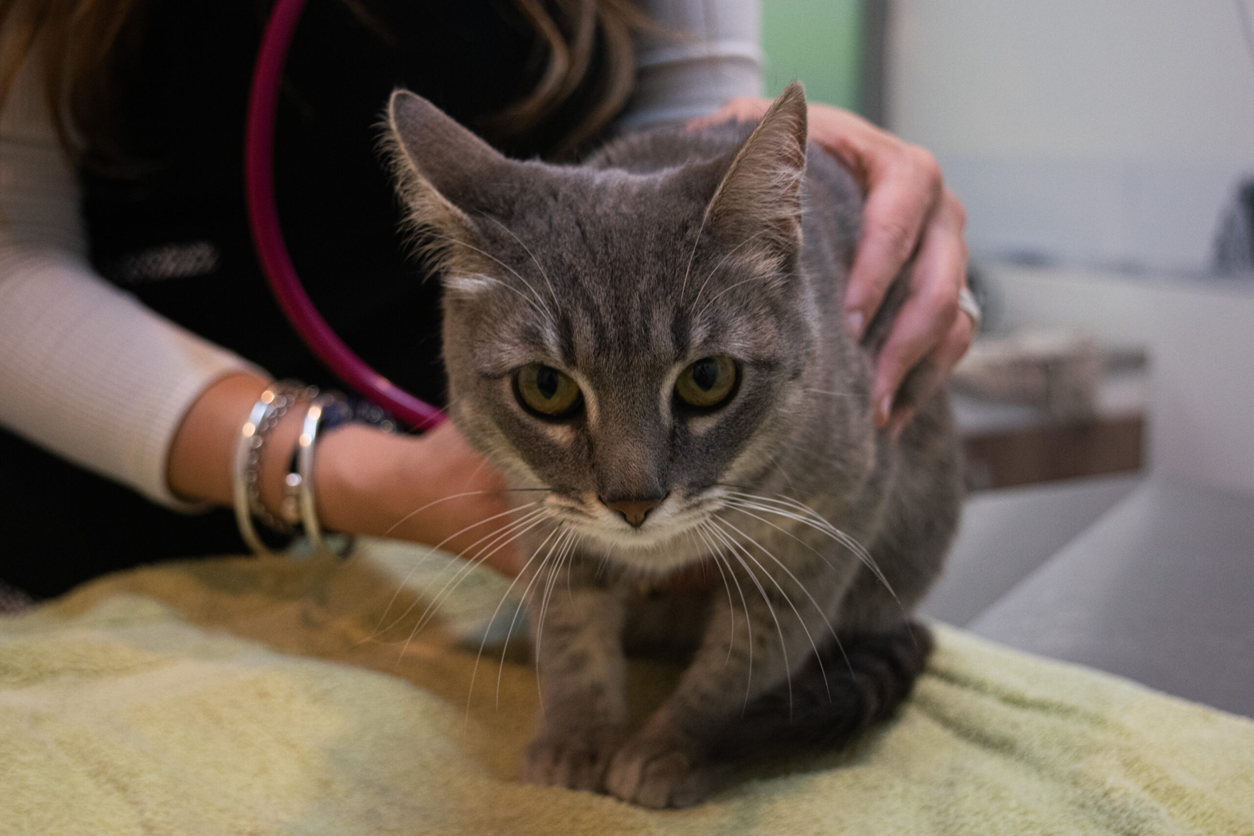 Consultorio veterinario de alta complejidad