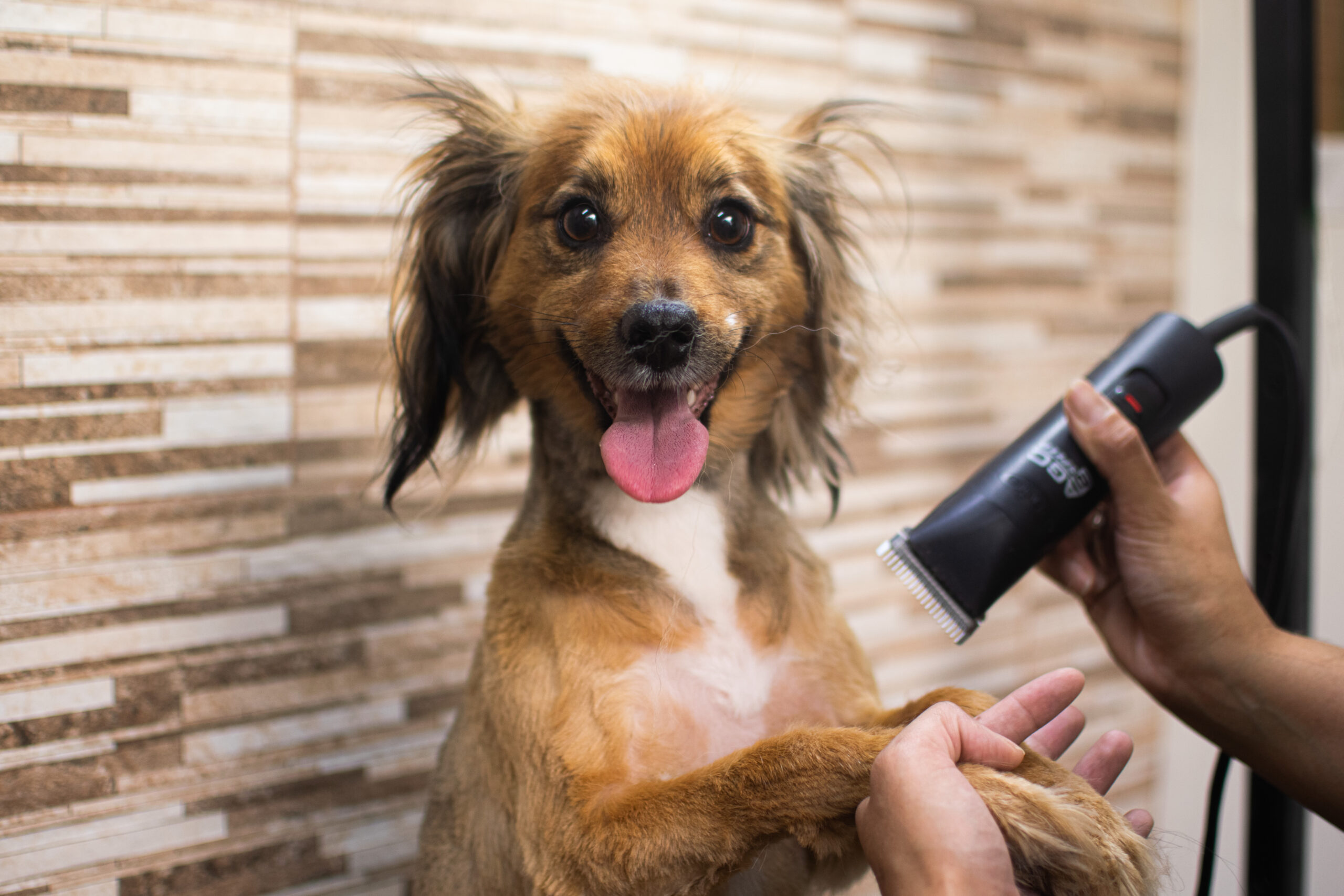 Peluquería y spa canino